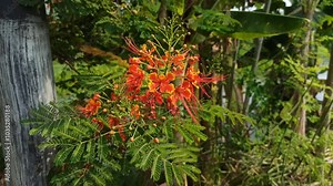 :Caesalpinia pulcherrima flowers