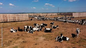 young Holstein bulls and black white calves graze in outdoor paddocks on farm