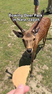 6.4K views · 57 reactions | Want to meet the friendly (and sacred!) deer of Nara Park?  Travel to Japan with us here: https://goaheadtours.me/4gsKEP8 This unique experience lets you hand-feed the gentle deer in a stunning, historic setting. Check out our Japan tours and make this magical moment part of your journey! | EF Go Ahead Tours | Facebook