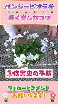 Tips for enjoying pansy violas for a long time in spring by Gardening Channel 854 #Gardening #Gar...
