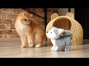 Pinky's reaction to a clockwork toy 😄 British Shorthair kitten
