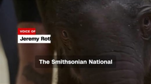 Baby Asian elephant born at National Zoo