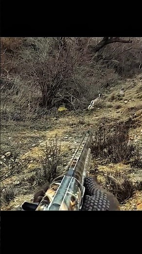 Красивый и захватывающий момент охоты на дикого зайца в горах #hunting #rabbit #mountains #adventure