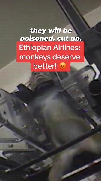 Ethiopian Airlines' Monkey Shipments: Threats to Wildlife, Health, and Safety
