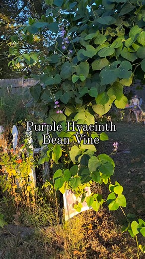 1.9K views · 46 reactions | ✨ My purple hyacinth bean vine finally...