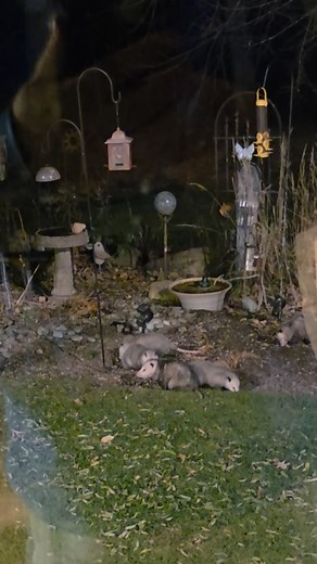 5 opossum, no ticks... | Steve Kaiser