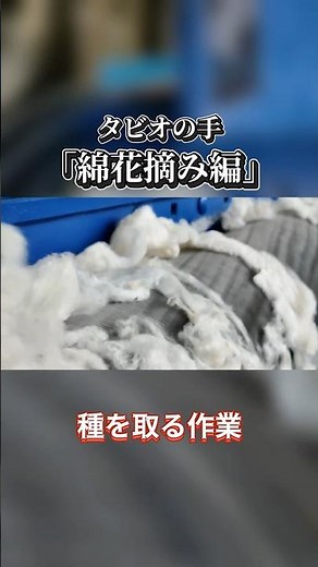 【綿花から糸に】綿花の綿繰り（種取り）②／タビオの手