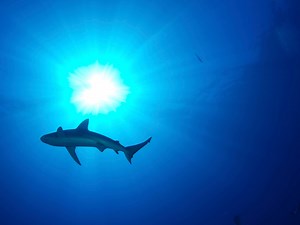 Russian man killed in shark attack off Egypt’s Red Sea resort