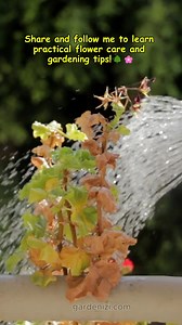 8.6K views · 48 reactions | The Queen of the Night is a rare,...