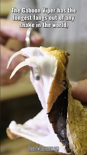 What Makes the Gaboon Viper SO DEADLY?
