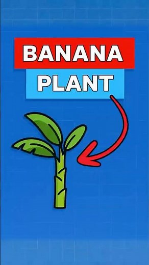 🍌 Why Banana Plants Get Cut After One Harvest #facts #knowledge