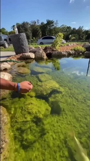 Lizard Running On Water So Fast Video Credit By Jacobfeder Tiktok | Falcon Aquarium Services