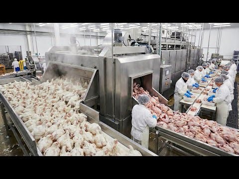 Inside White Feather Poultry Processing Plant || FTM Factory #Chicken #Factory #Food #Processing