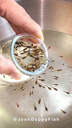 9M views · 44K reactions | Guppies typically start showing their colors around 4 to 6 weeks of age. However, the full coloration and vibrancy can take a bit longer, usually around 2 to 3 months. The exact timing can vary based on factors like genetics, diet, and water quality . Ensuring a nutritious diet and optimal water conditions can help them develop their full, vibrant colors more quickly. #Aquarium #Guppy | Joshguppyfish 喬的孔雀魚 | Facebook