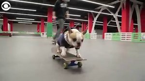 2.7K views · 36 reactions | Sweet Sonya can really ride! Sonya and her owner visit a skate park a couple times a week! | News 8 Now / News 8000 | Facebook