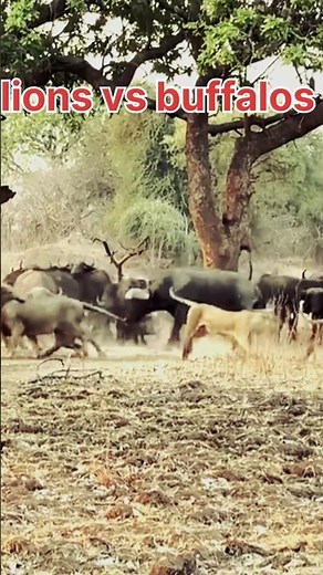 lion vs buffalo : The Ultimate Showdown