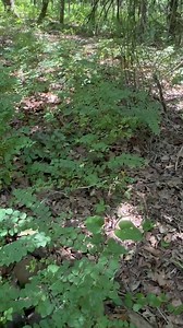 23K views · 1.9K reactions | Turtle party! | Wild Heart Ranch | Facebook