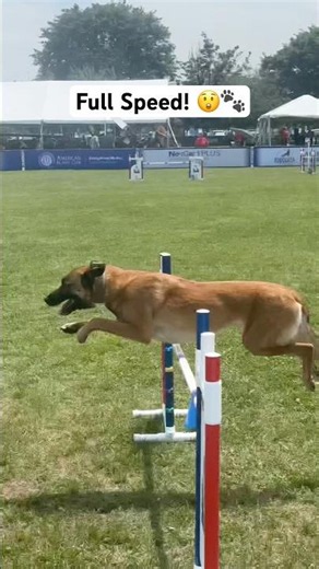 Fast Doggo! | AKC USA 250 Agility