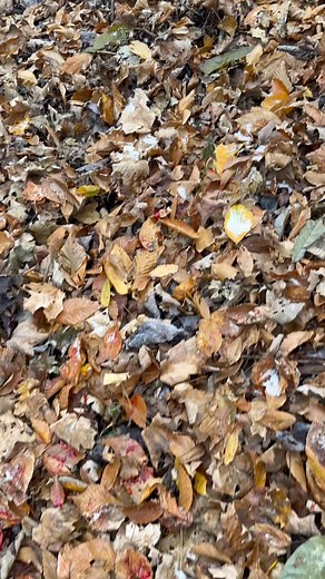 77K views · 613 reactions | We’ve got a little bit of blood! 喝 喝 Vantage Point Archery | Blayded Outdoors | Facebook