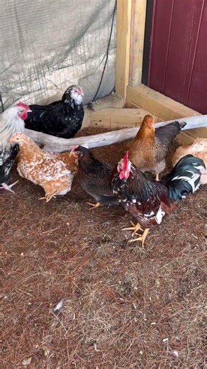 Checking on the chickens!