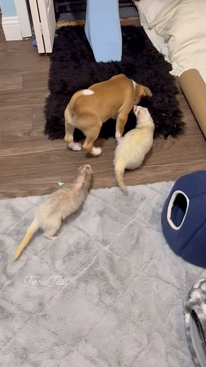 Bo loves the ferrets and they definitely love him. He’s still technically a puppy and he isn’t always aware of his size. Currently, all interactions between him and the ferrets are supervised, but were slowly making some progress. I feel confident he wouldn’t hurt them intentionally, but he plays a little rough and he uses his paws a lot when he plays. So for now they’ll continue to interact between the gates or if I’m holding the ferrets. It’s better to be safe than sorry, but seeing their rela