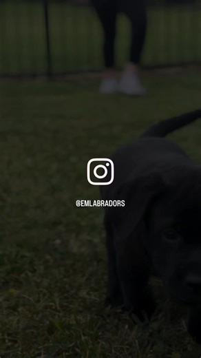 Sweet Vera 🖤 Love when she stacks herself listening to the dogs out back!😍This happy people loving girl is 👀 for her forever 🏡❣️ Dam: Juno (Hannah x Bosco), Sire: Orion (Harper x Odin), Born July 3rd (8 weeks old)🖤 Email us at bestinshow@emlabradors.com for details!🐾 #emlabradors | Endless Mt. Labradors