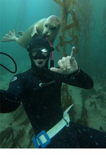 Seal gets scared of my bubbles!!🫧🦭#cuteseal #harborseal #marineconservation #marineanimals #seal
