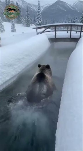 Bear Swimming In Snowy Pool