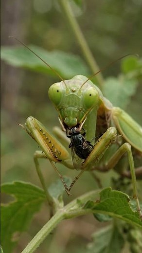 Praying Mantis 🦗 | The Lightning-Fast Ambush Predator