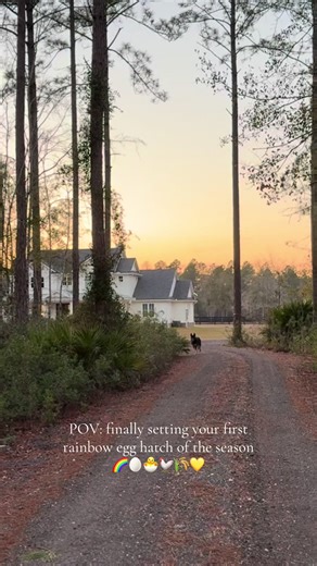 So excited to have these rainbow eggs in the incubator! We are about 1/3 of the way to hatch… do you have anything in your incubator right now? 🐣 #halefamilyhomestead #farmlife #homestead #rainboweggs #backyardchickens