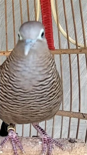 Perkutut lokal gacor Kristal irama Ampuh Untuk pancingan agar Perkutut Cepat Bunyi #shorts