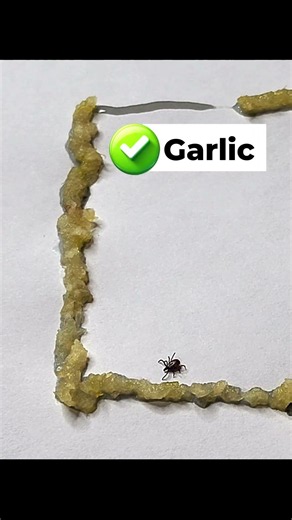 Tick versus... #tickseason #science #microbes #insects #microscope #ticks