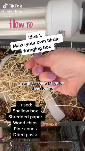 DIY Bird Toys: Creative Ideas for Your Beloved Pet