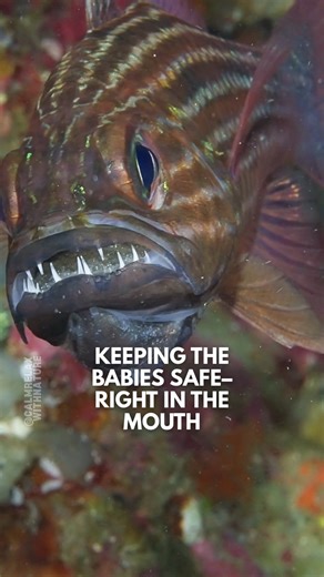 Parenting level: mouthful of babies! 🐟👶 In the quiet reef, the tiger cardinalfish carries a special secret—eggs tucked safely in its mouth! This devoted parent protects its future young, not eating until they hatch. With its striped body and incredible care, the tiger cardinalfish shows us the tender side of ocean life, where even the smallest creatures have big hearts. #calmrelaxwithnature #tiger #cardinalfish #baby #mouth #parenting #ocean #nature #music #fyp #reels | Calm Relax with Nature