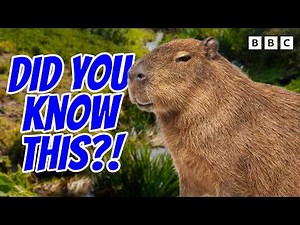 9 Surprising CAPYBARA Facts and Why They Are Not Good Pets