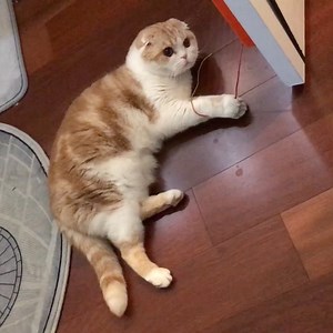 68K views · 2.8K reactions | Beached whale flapping its flippers | Waffles the Cat | Facebook