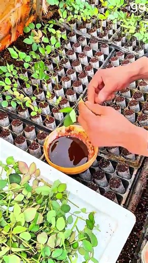 Hands dip cuttings, rooting hormone aids growth