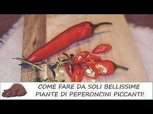 Sowing and growing spicy chilli