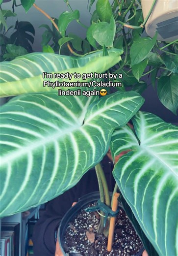 …Wish me luck! I’ll try to keep this Phyllotaenium/Caladium lindenii alive till summer😝 #caladiumplants #caladium #planttok #houseplant #plantmom