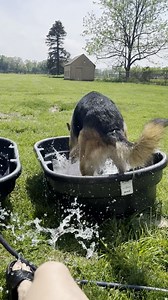 Splish, splash, I'll be taking a bath 🐶💦💦 ViralHog | MetDaan Animals