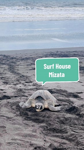 Bienvenidos al Surf House Mizata tortugitas 🐢🌴🌊 ❤️❤️❤️❤️ #surfhousemizata #elsalvador #tortuga #turtles #bienvenido #palmtrees #beachday #beach #mizata #feliz #surf #surfcity