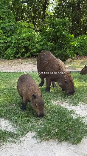 🇧🇷 Planning a trip to Brazil? Here’s what you should know before you go 👇 ✅ Brazil is huge – Distances between cities can be massive. Flying is often the best way to get around. 🌦️ Seasons flip – Summer is from December to March, and it’s HOT. If you plan the northeast coast, it will be hot the entire year. Raining season June-July 💬 Portuguese only (mostly) – English isn’t widely spoken, so basic phrases help a lot. 📍 Each region is unique – Don’t just go to Rio! The Northeast, Amazon, an