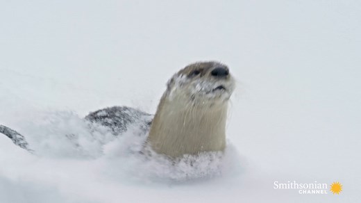 152K views · 1.3K reactions | We think you otter stop to watch this adorable video of an otter guiding her pups across the snow in Yellowstone National Park 梁 Epic Yellowstone | Smithsonian Channel | Facebook