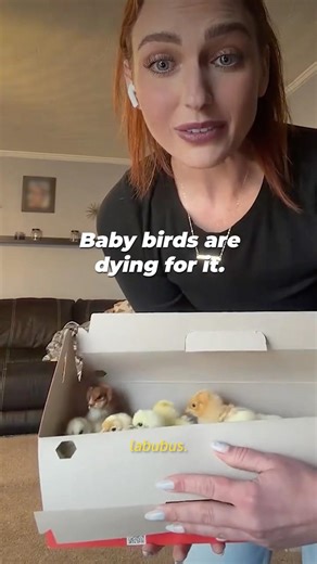 That viral @tractorsupply “purse” is a death sentence for male chicks.