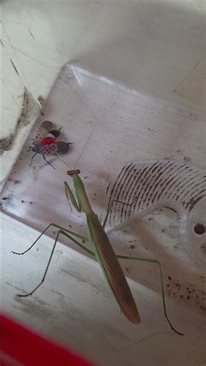 꽃매미 사냥하는 타이탄 #왕사마귀 #사마귀 #타이탄 #수컷 #익충 #insects #곤충 #꽃매미 #해충