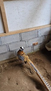 Reeves pheasant #fyp #reels #fypreels #fypviral #wildlife #bidrs #pheasant | Ari Nugroho