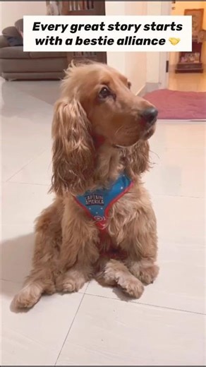 🐾 Dog lovers unite #oakley #spaniel