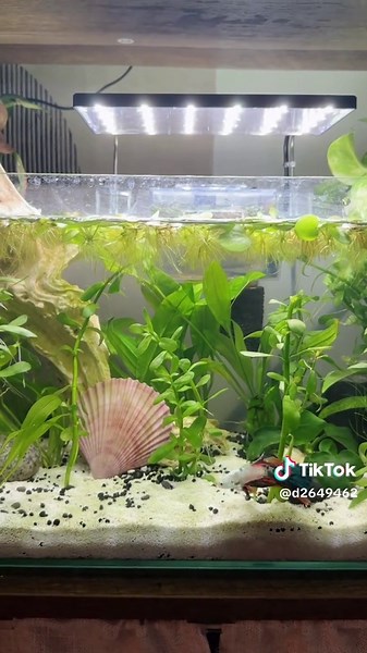 Refreshing Your Betta Fish Tank Decor Ideas
