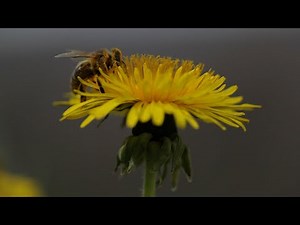 abc la pollinisation