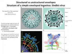 Structure of viruses (Lecture 4)